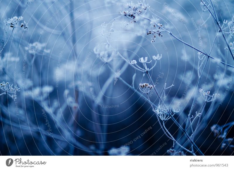 eiskalt. Umwelt Natur Landschaft Pflanze Winter Eis Frost Blume Wildpflanze Giersch Dill Wiese Wald wild blau Farbfoto Außenaufnahme Menschenleer Tag Abend