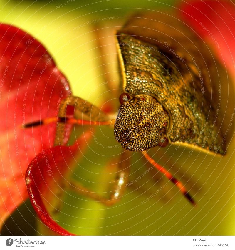 Beerenwanze (Dolycoris baccarum) 01 Wanze Insekt braun Tier Blume Blütenblatt Fühler Makroaufnahme Nahaufnahme Sommer rotgelb Pflanzensaftsauger Auge ChriSes