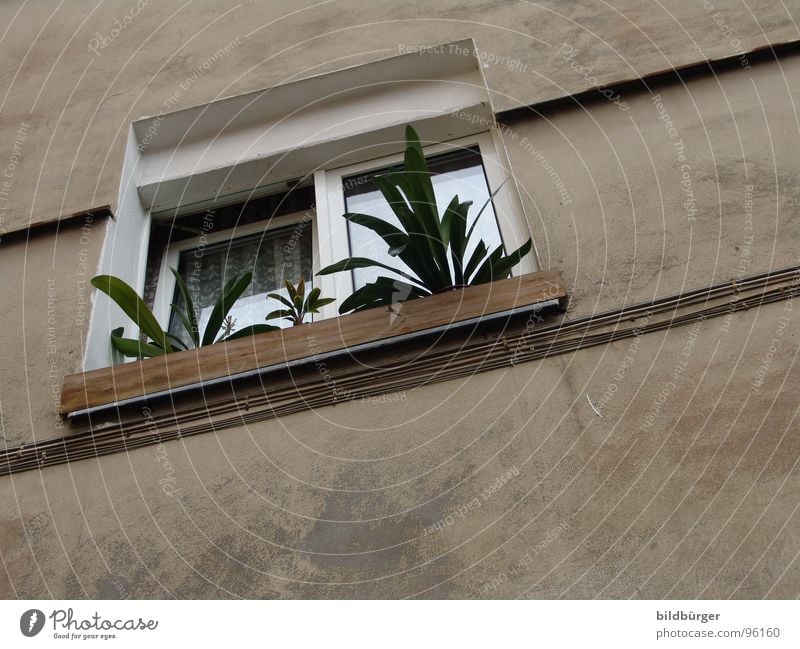 Fenster auf Kippe Blume Blumenkasten Beton trist Mauer Haus grau Mietrecht Gesetze und Verordnungen
