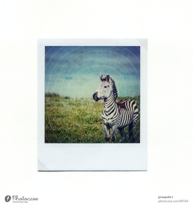 TV Afrika Polaroid Zebra grün gestreift Säugetier blau Wildlife Pferd für Kontrastliebhaber
