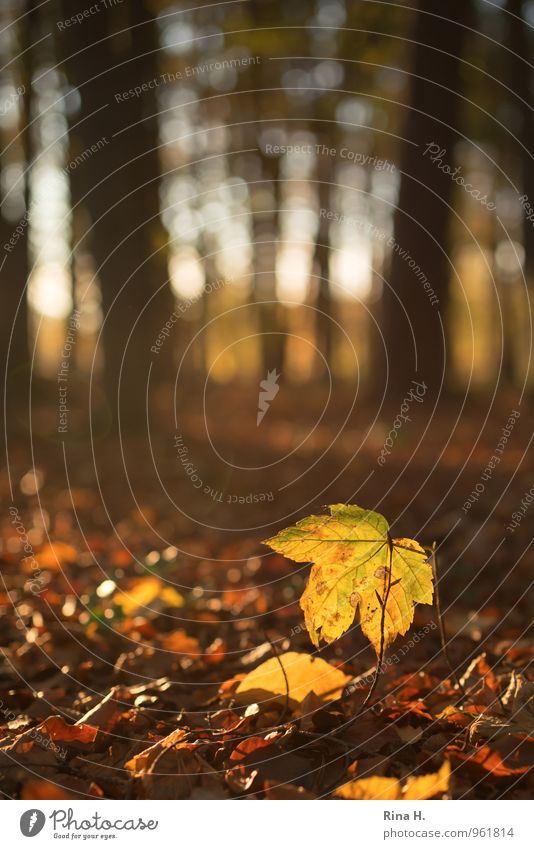 Herbstleuchten III Natur Landschaft Erde Schönes Wetter Baum Wald authentisch Lebensfreude Wandel & Veränderung Laubwald Ahornblatt Unschärfe Farbfoto