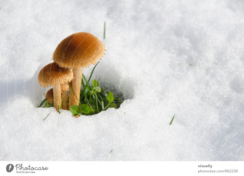 Pilz im Schnee harmonisch ruhig Winter Umwelt Natur Pflanze Wiese Wachstum warten außergewöhnlich kalt wild weiß Zufriedenheit Vorfreude Sehnsucht Klima skurril