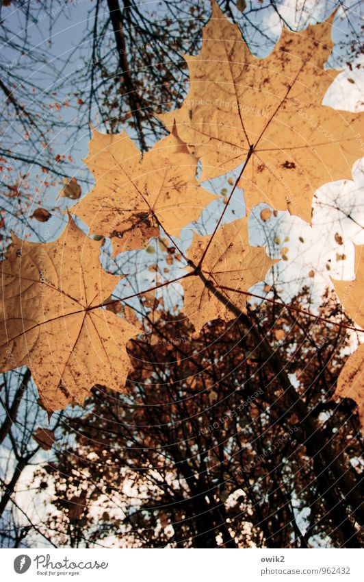 Sonnenschirm Umwelt Natur Pflanze Himmel Wolken Herbst Baum Blatt Wildpflanze Ahornblatt Ahornzweig Zweig dehydrieren Wachstum dünn authentisch Zusammensein