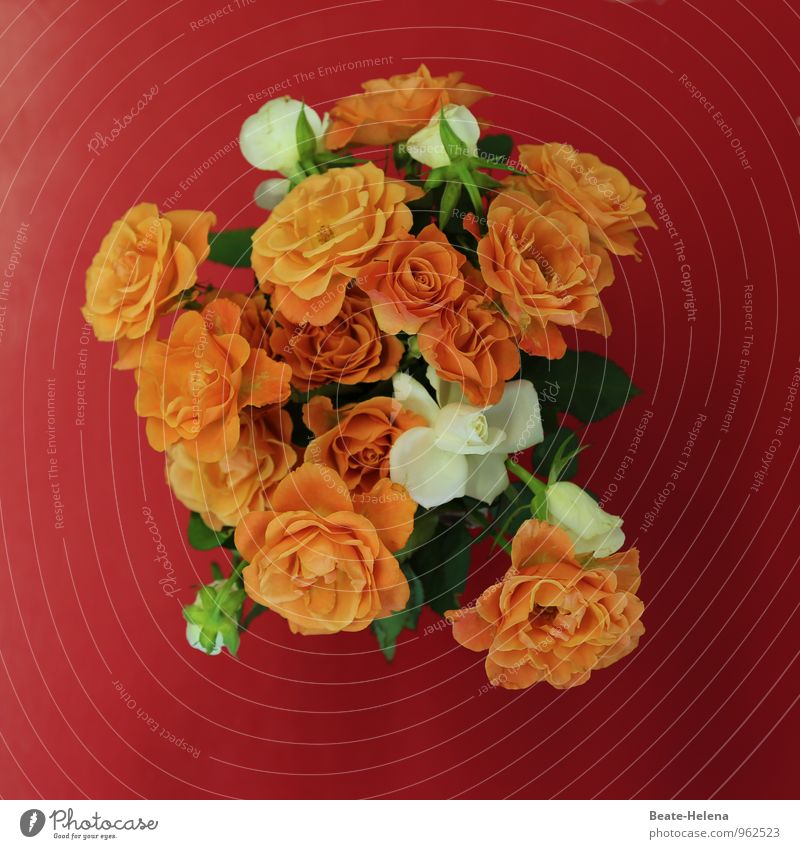 In kraftvoller Blüte Pflanze Rose Duft ästhetisch elegant exotisch trendy verrückt orange rot weiß Gefühle Frühlingsgefühle Begeisterung Sympathie Freundschaft