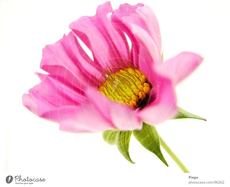 Weißer Hintergrund mit aufblühender Cosmea Farbfoto Makroaufnahme Hintergrund neutral Sommer Natur Pflanze Blume Blüte Blühend rosa Vergänglichkeit