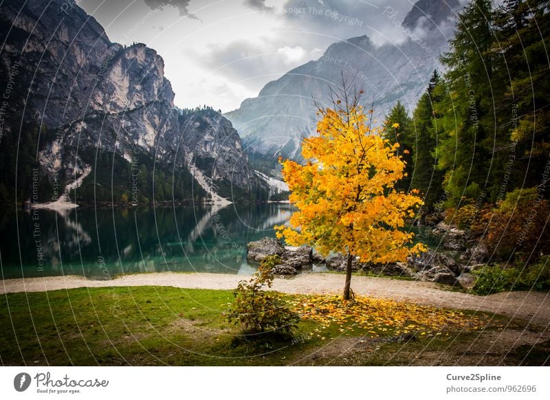 Einzigartigkeit Natur Urelemente authentisch herbstlich Herbstlaub Herbstfärbung See Seeufer Gebirgssee Berge u. Gebirge Spiegelung Wolken gelb Baum