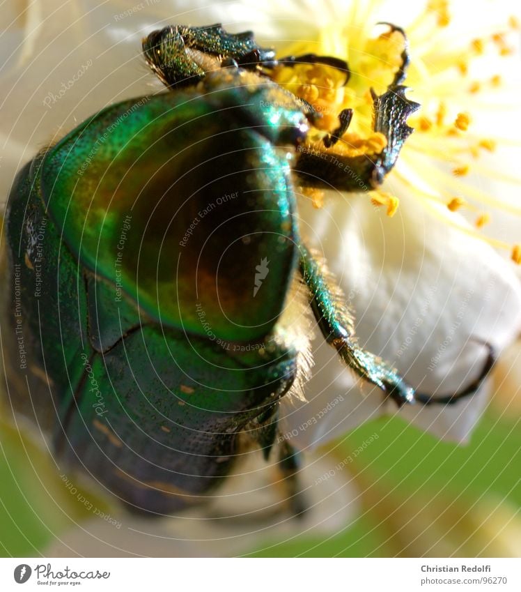 Käfer 1 Insekt Blüte Ernährung grün gold glänzend Beine Panzer Tier Fressen fliegen krabbeln Arbeit & Erwerbstätigkeit kurbeln Pflanze Rosenblüte Makroaufnahme