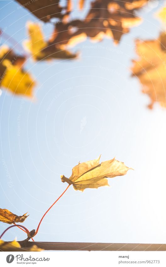 Letzte Herbstblätter Natur Schönes Wetter Blatt Ahornblatt alt hängen leuchten dehydrieren eckig natürlich gelb gold Stimmung Mut schön Traurigkeit Einsamkeit