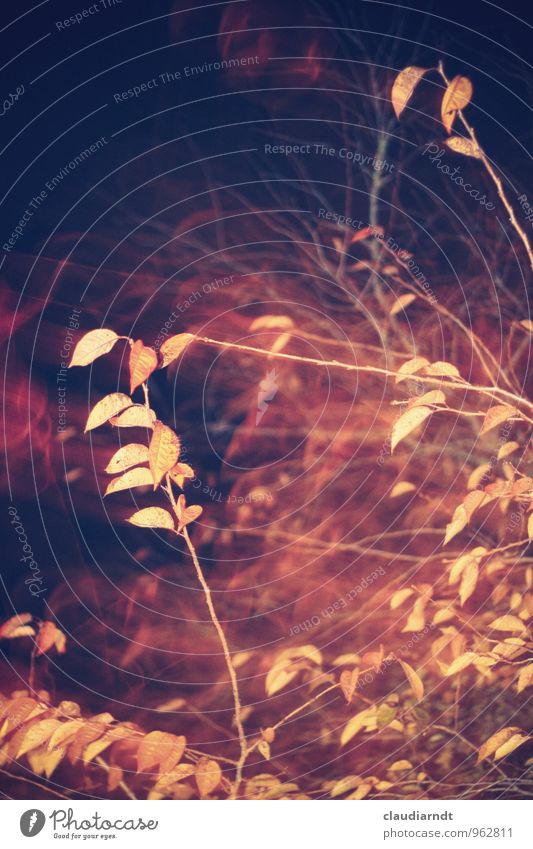 Herbstrausch Pflanze Baum Blatt träumen Surrealismus Herbstlaub Unschärfe Zweige u. Äste Rausch dunkel abstrakt Nachtaufnahme Farbfoto Gedeckte Farben