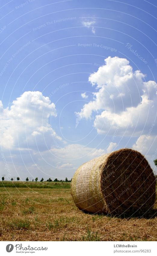 Strohballen II Heuballen Sommer Gras Feld gelb Landwirtschaft Wolken Außenaufnahme Dorf Wiese ruhig Natur Himmel Feldaufnahme blau Landschaft Sonne Ernte Hay