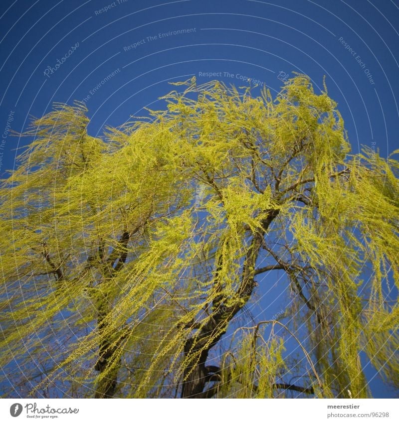Mein Freund der Baum grün Frühling Weide Wind Perspektive Kontrast blau Bewegung