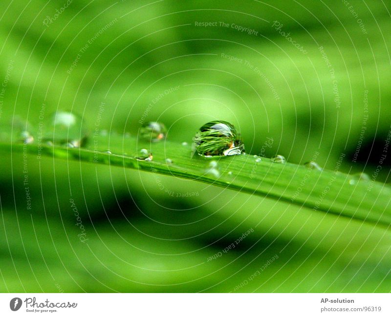 Tropfen *4 Regen Makroaufnahme frisch nass feucht Reflexion & Spiegelung grün grasgrün rund glänzend Wasser ruhig leicht perfekt Konzentration Nahaufnahme