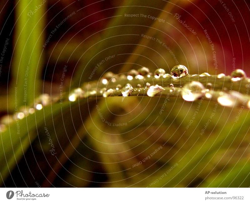 Tropfen *6 Regen Makroaufnahme frisch nass feucht Reflexion & Spiegelung grün grasgrün rund glänzend Wasser ruhig leicht perfekt Konzentration Nahaufnahme