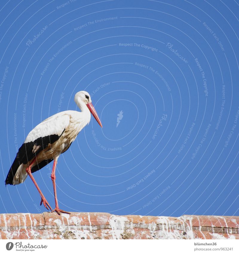 fliegen | alles zu seiner Zeit Tier Wildtier Vogel Storch Weißstorch Schreitvögel Federvieh Zugvogel ästhetisch elegant natürlich schön gehen Gleichgewicht