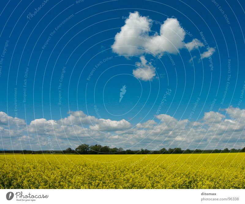 Canola cloud gelb Natur Sommer Holzmehl field blue clouds oil environment fresh light agriculture trees