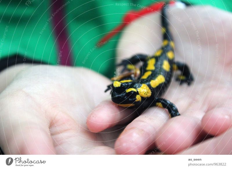 Lurchi Kindererziehung Kindergarten Schulkind Kindheit Leben Hand Finger 1 Mensch Natur Tier Feuersalamander Salamander Amphibie krabbeln glänzend nackt nass