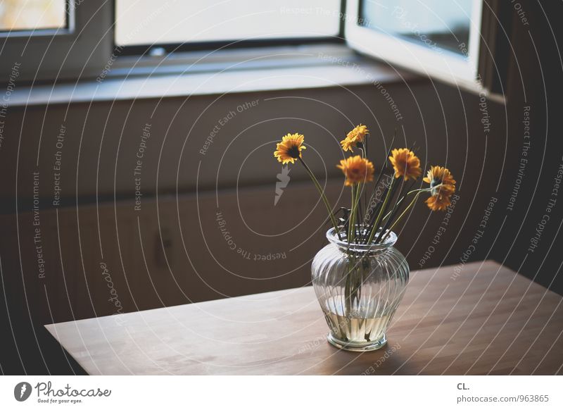 blumen Häusliches Leben Wohnung einrichten Innenarchitektur Dekoration & Verzierung Möbel Tisch Raum Blume Mauer Wand Fenster Heizung Blumenvase Fensterbrett