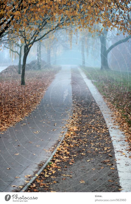 Abgang Umwelt Natur Landschaft Herbst Nebel Baum Blatt Laubbaum Park Verkehr Wege & Pfade Fahrradweg Gefühle Stimmung Erholung Ordnung träumen Farbfoto
