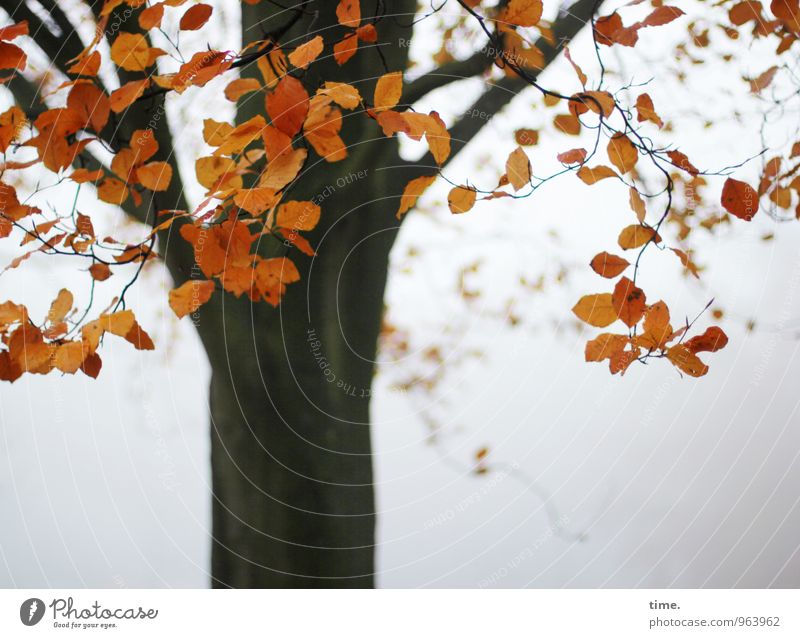Abtanz Umwelt Natur Landschaft Pflanze Herbst Nebel Baum Blatt Park leuchten natürlich schön Wahrheit authentisch Leben Ausdauer standhaft Traurigkeit Tod