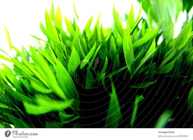 shiny grass Gras Licht Sommer grün Pflanze Frühling Farbenspiel angenehm strahlend saftig frisch Frühlingsgefühle sommerlich Erfrischung Außenaufnahme