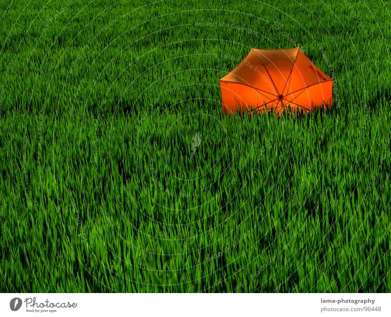 Im Gegenlicht Cloppenburg Regenschirm Sonnenschirm Unwetter Wolken Gras Halm Wiese Sommer Feld grün Frühling ruhig Einsamkeit Erholung Sonnenbad vergessen