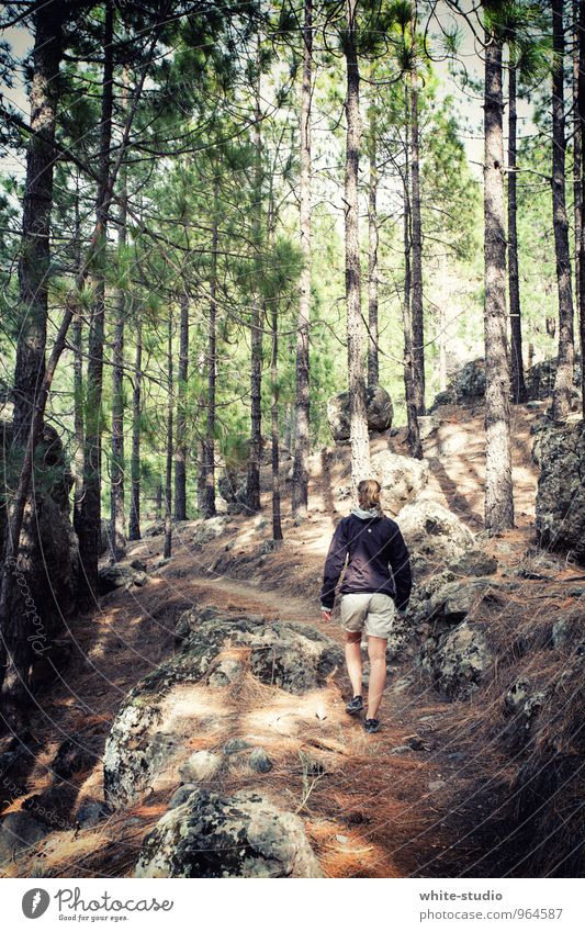 Explorer feminin wandern Umweltschutz Umweltverschmutzung Natur laufen Wald Fußweg Wege & Pfade Pfadfinder Lebensfreude Lichtschein genießen gehen Spaziergang