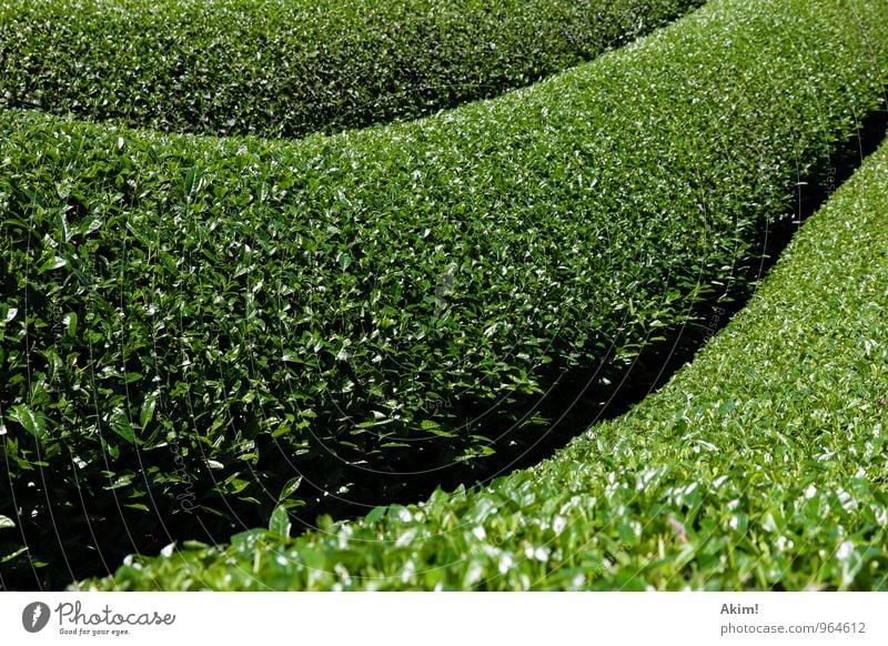 Grüne Welle Natur Landschaft Pflanze Gras Sträucher Grünpflanze Nutzpflanze Teeplantage Teepflanze Feld planen Linie Ordnung Lebenslauf grün Grüner Tee