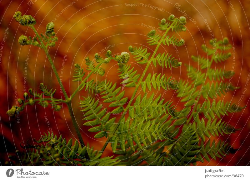 Farn Pflanze Faust grün zusammengerollt Wachstum gedeihen Romantik Märchenwald Sommer Physik braun Farbe polypodiophyta Trieb pteridophyta Echte Farne