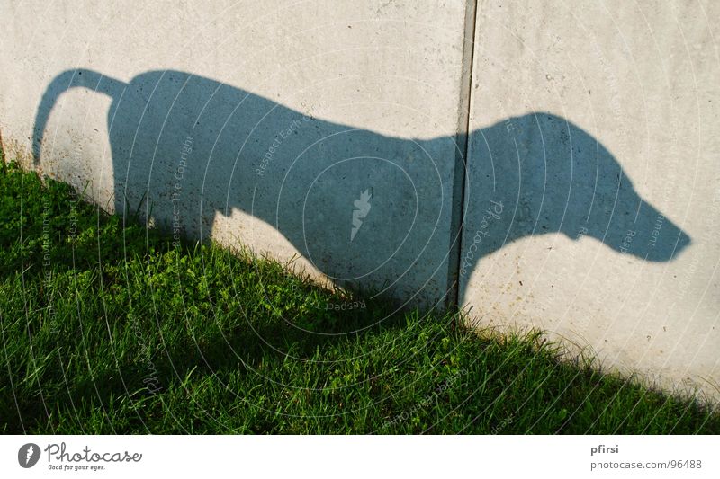 Schatten Hund - 2 Dalmatiner Wiese Wand Mauer Tier Haustier Schattenspiel Licht Säugetier dog chien dalmatian dalmation Selbstportrait sonnne Silhouette