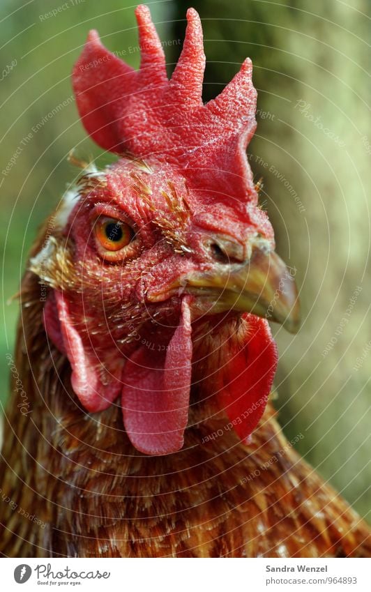 Suppenhuhn Bioprodukte Tier Nutztier 1 rosa Vogelgrippe "Seuche," Krankheit Farbfoto Außenaufnahme Nahaufnahme Tag Starke Tiefenschärfe Tierporträt