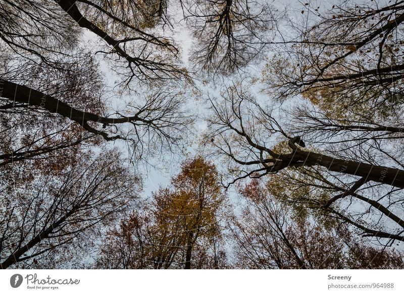 Überhang Natur Landschaft Pflanze Himmel Wolken Herbst Baum Wald Wachstum bedrohlich gruselig Gefühle Stimmung Kraft Angst Nervosität Schüchternheit Farbfoto