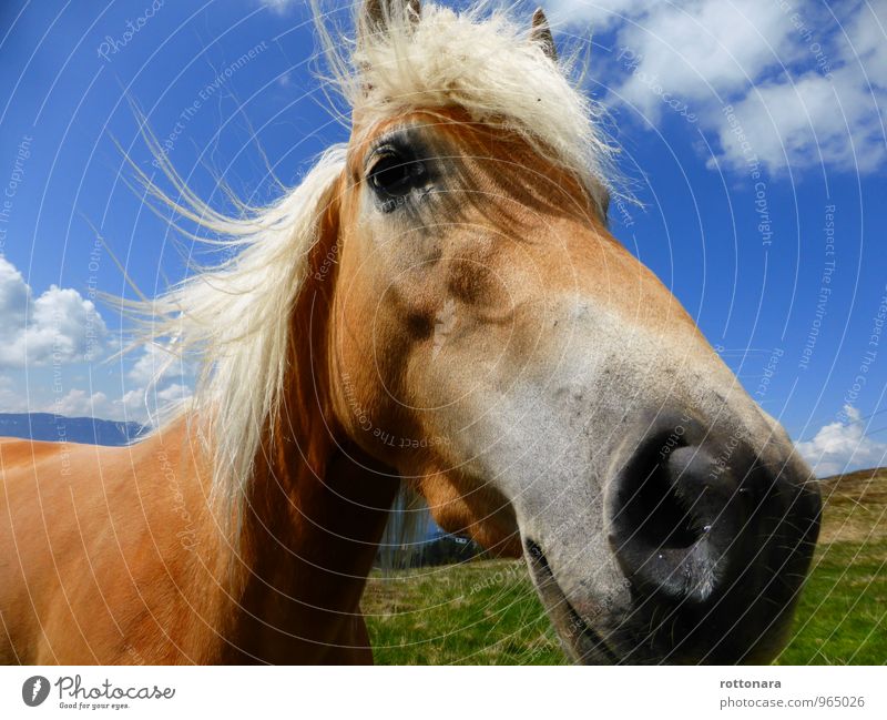 happy horse Landschaft Tier Haustier Pferd 1 Freundlichkeit groß gut natürlich blau braun grün Zufriedenheit Tierliebe Stolz elegant Energie Freiheit Kraft