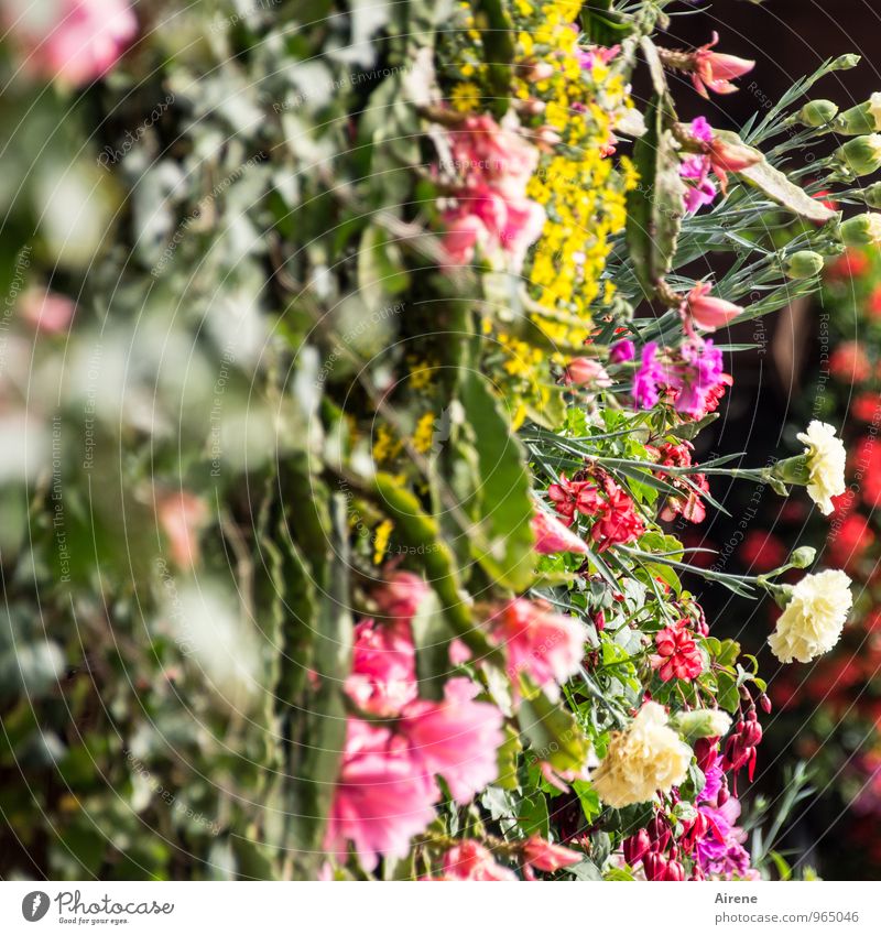 400 | Danke für die Blumen Pflanze Kaktus Balkonpflanze Balkondekoration Pelargonie Nelkengewächse Blühend Fröhlichkeit frisch mehrfarbig Farbfoto Außenaufnahme