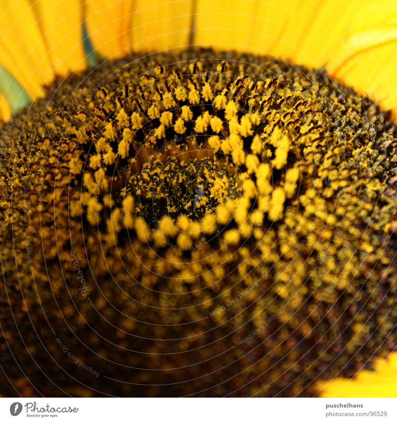 closer to sun Sonnenblume Blume gelb braun Pflanze nah Pollen Blüte Staubfäden Wiese Lebensfreude Makroaufnahme Nahaufnahme Himmelskörper & Weltall Natur Nektar