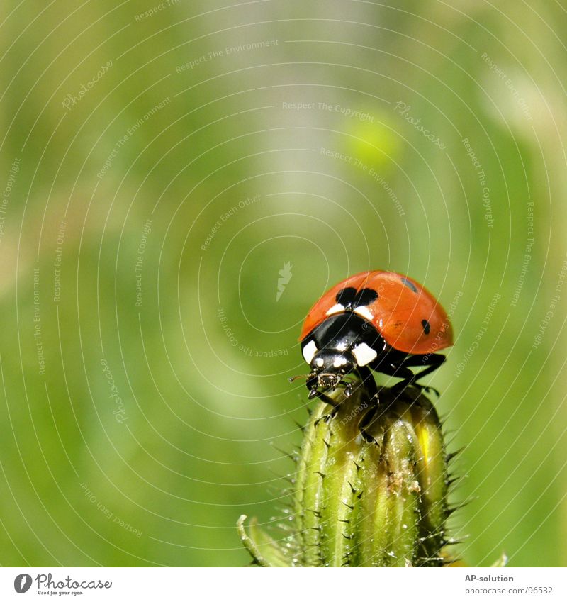 Marienkäfer *3 Glück Erfolg Natur Tier Gras Käfer krabbeln laufen klein Geschwindigkeit grün rot schwarz Insekt winzig Fühler Halm grasgrün Schädlinge Shorts