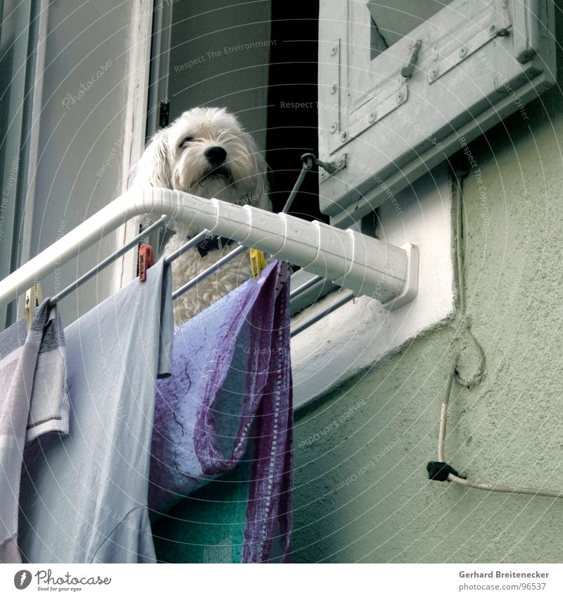 Kläffer bei der Arbeit Hund Wäsche Fenster trocknen bewachen Wächter Waschtag Säugetier warten
