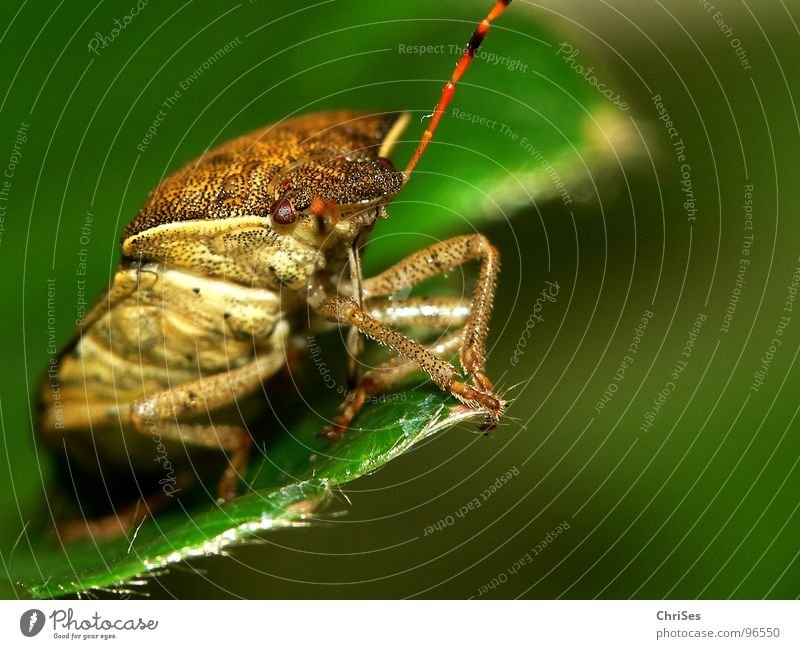 Beerenwanze (Dolycoris baccarum) 02 Wanze Insekt braun rot grün Tier Fühler Nordwalde Angst Panik Makroaufnahme Nahaufnahme Pflanzensaftsauger Auge ChriSes
