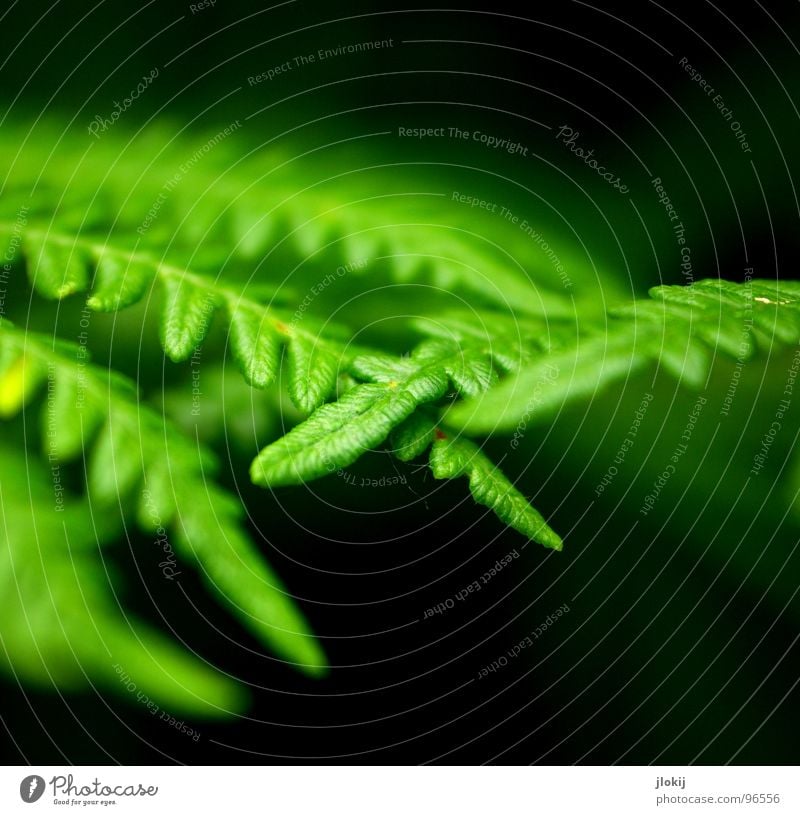 Touch Pflanze grün Schatten feucht dunkel Biologie Wachstum Echte Farne Sporen Frühling berühren zart weich Unschärfe Natur Wedel Hexenkraut sanft Kontrast