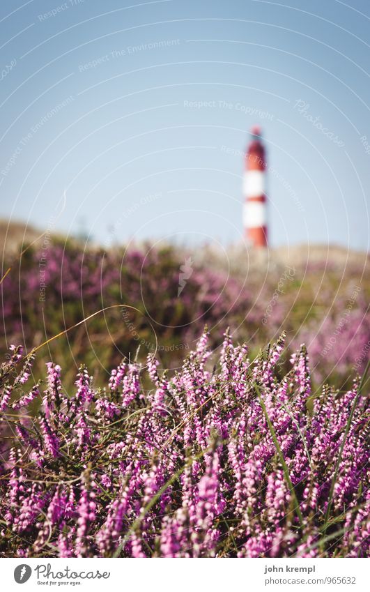 Strandzigarre Tier Sommer Schönes Wetter Pflanze Moos Bergheide Küste Insel Amrum Deutschland Bauwerk Leuchtturm Wahrzeichen Blühend Wachstum rund blau rosa rot