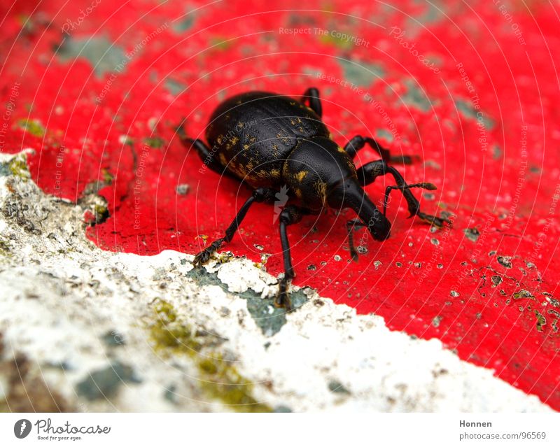 Grenzgänger Rüsselkäfer Fühler Insekt schwarz rot weiß gelb Fell Tier Pflanze Gras krabbeln Leben Rostrum Stein Farbe Beine