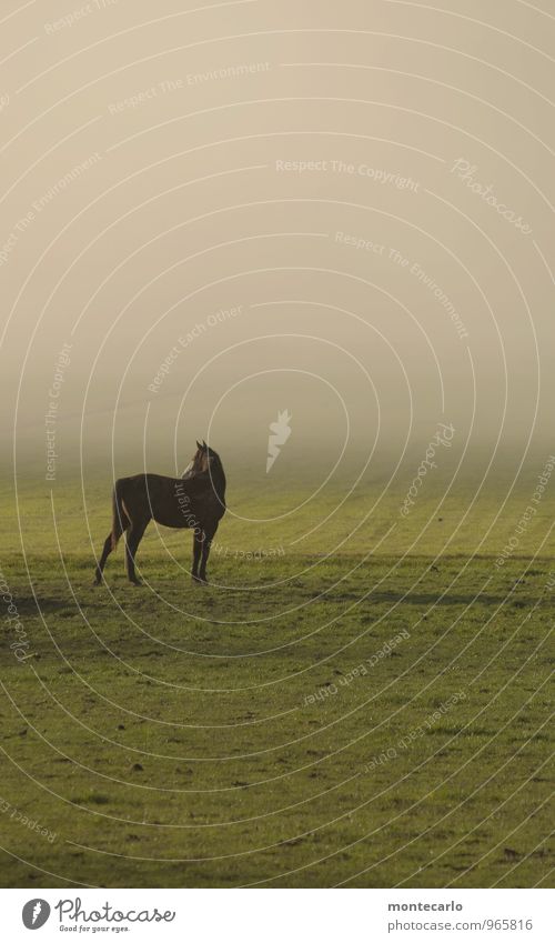 hieb- und stichfest | da steht ein pferd.... Umwelt Natur Pflanze Erde Sonnenlicht Herbst Wetter Schönes Wetter Nebel Gras Wiese Feld Tier Pferd 1 beobachten