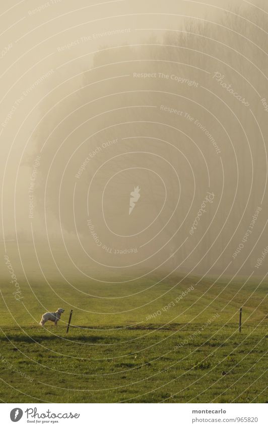 auf weiter flur Umwelt Natur Landschaft Erde Luft Sonnenlicht Herbst Schönes Wetter Nebel Gras Grünpflanze Baum Feld Wald Tier Haustier Hund 1 Weide Weidezaun