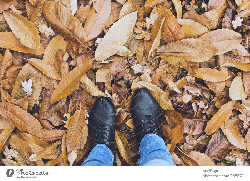 bodenständig Ferien & Urlaub & Reisen Tourismus Ausflug Freiheit wandern Mensch feminin Fuß 1 Herbst Blatt Park Wald Schuhe Stiefel gehen stehen kalt
