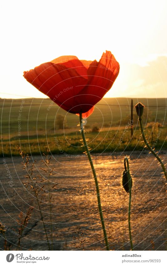 Mohn rot zart Sommer Abendsonne Sonnenuntergang Stimmung Wiese Außenaufnahme Blütenknospen Wege & Pfade Freiheit schön