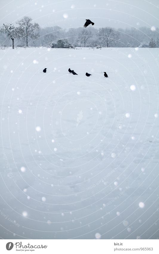1000 Vögel fliegen hoch... Umwelt Natur Landschaft Eis Frost Schnee Schneefall Vogel Tiergruppe Schwarm Rabenvögel Winterstimmung Winterurlaub Farbfoto