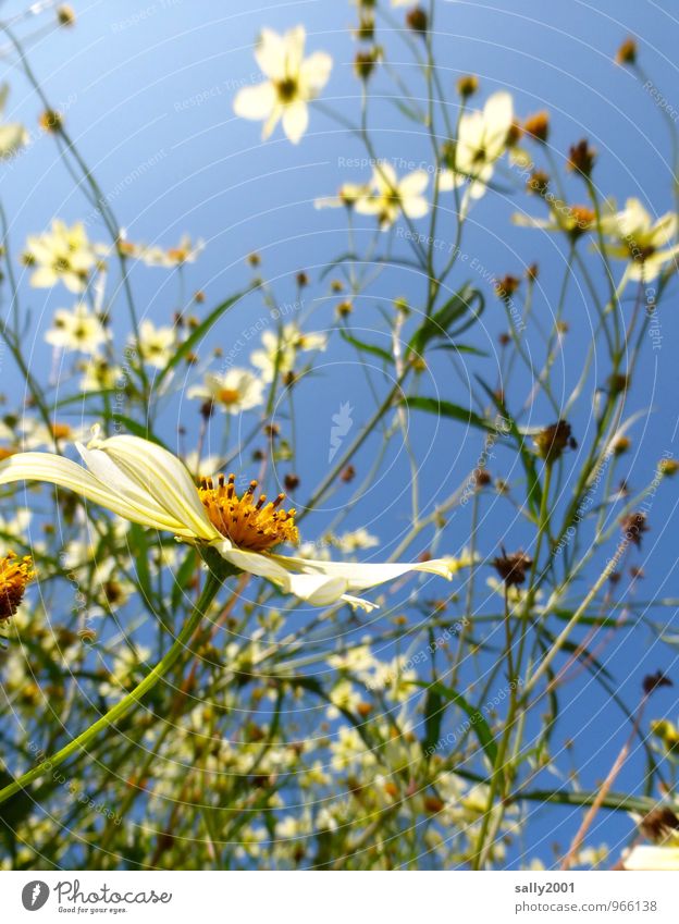zurück zum Sommer! Pflanze Wolkenloser Himmel Sonnenlicht Schönes Wetter Blume Sträucher Blühend Wachstum Freundlichkeit natürlich oben schön weiß chaotisch