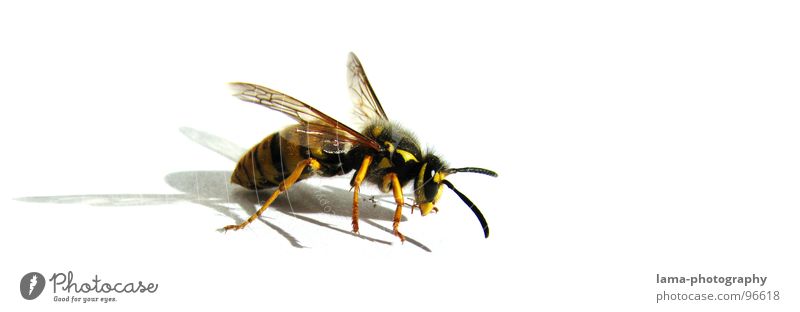 Überlebenskampf Sommer Tier Wärme Biene Flügel Wespen fliegen bedrohlich gelb Erschöpfung gefährlich Insekt Fühler Angriff angriffslustig gestreift stechen Gift