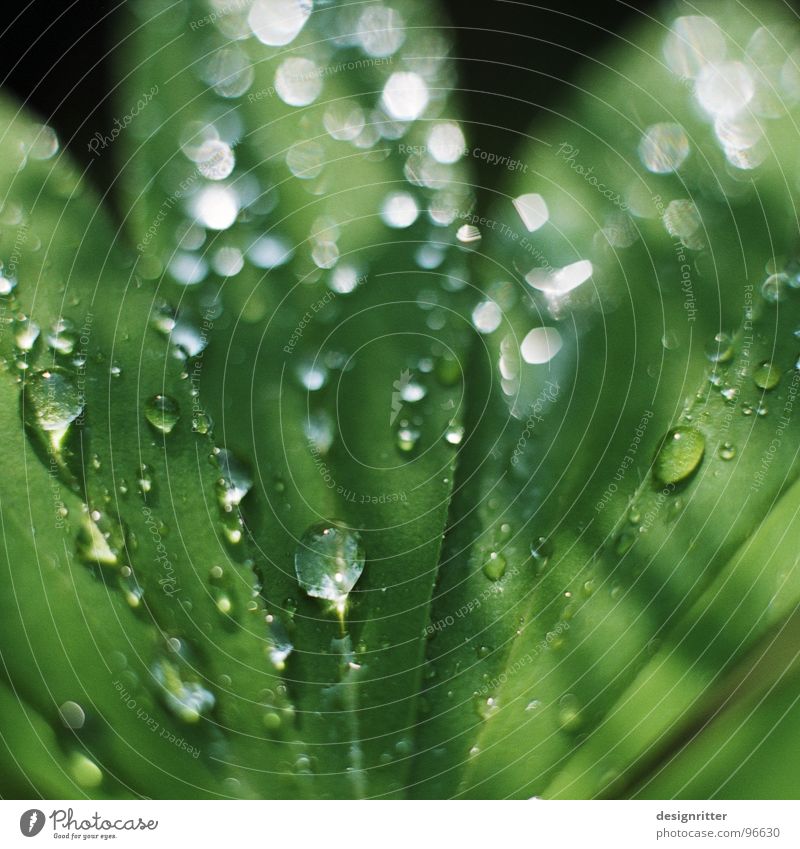 schwitz ... Blatt Pflanze grün Lupine zart Wassertropfen Seil Regen gießen