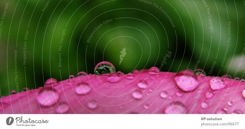 Tropfen *7 Regen Makroaufnahme frisch nass feucht Blatt Reflexion & Spiegelung grün grasgrün rund glänzend Wasser ruhig leicht perfekt rosa Nahaufnahme