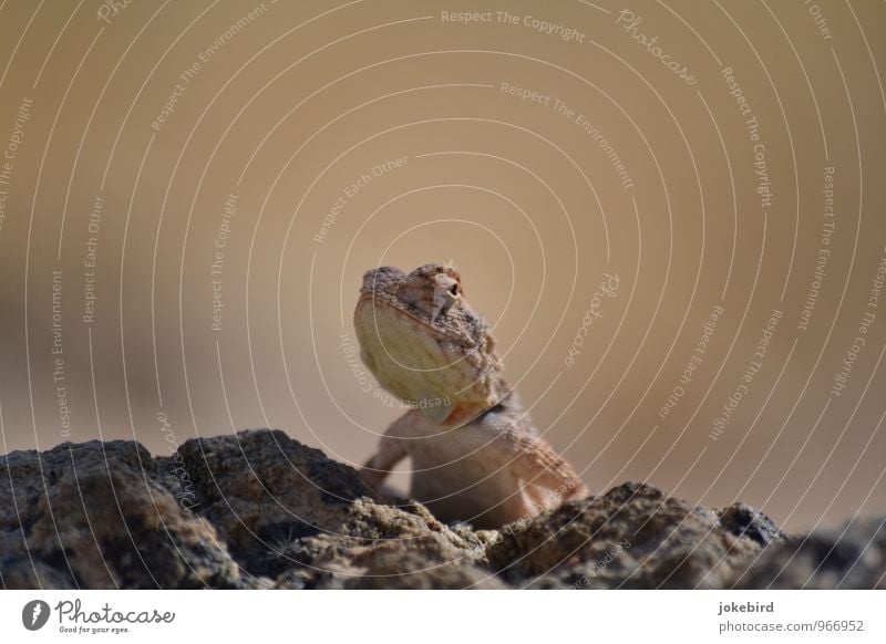 Huhu Uhu Felsen Wüste Wildtier Chamäleon Reptil Echsen Echsenauge Neugier Aussicht Kiefer Tierhaut Schuppen bewegungslos Wachsamkeit Farbfoto Menschenleer